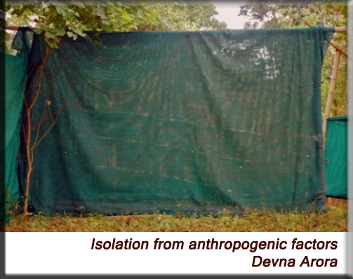 Devna Arora - Green mesh for isolation
